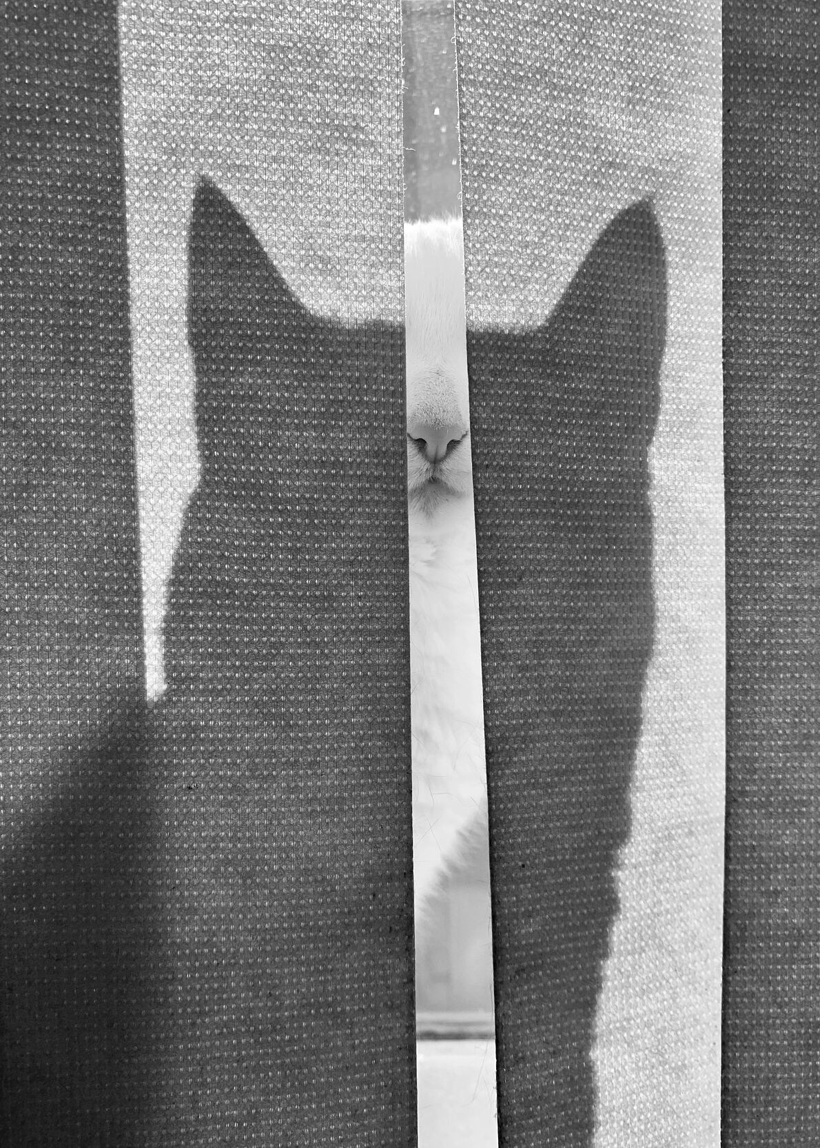 CEWE_Photo_Award_2025_Fotograf_Gerson_Antonio_Toigo_Titel_Gato_Na_Janela_Kategoriegewinner_Tiere