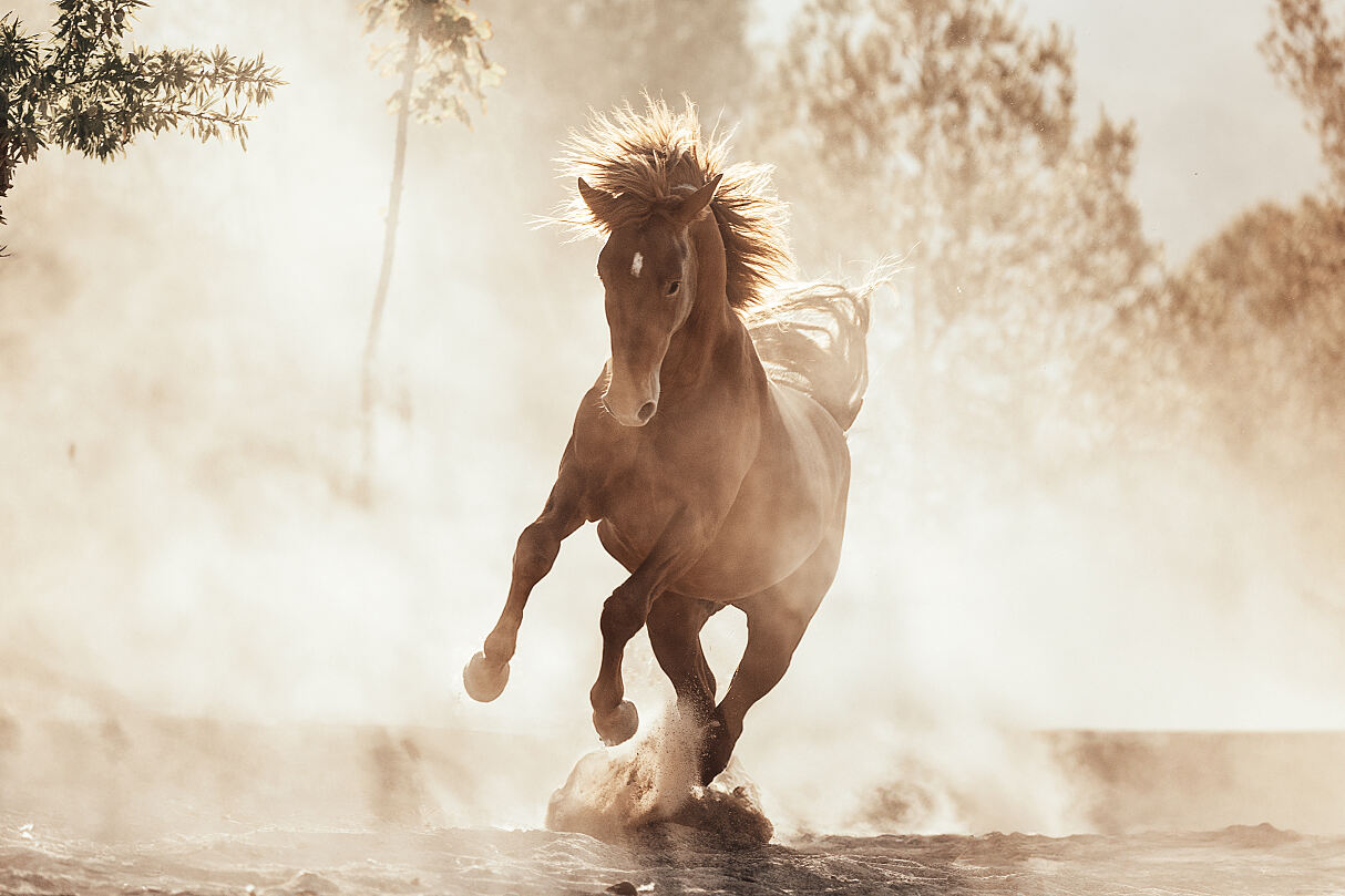 (c) CEWE_Photo_Award_2025_Anna Bruckner_Young_Talent_Award