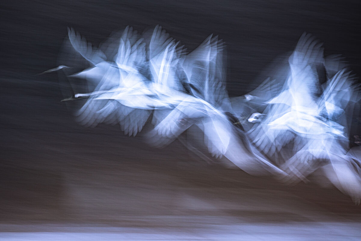 (c) CEWE_Photo_Award_2025_Bernhard Schubert_Flügelspuren_ Nature_&_Wildlife