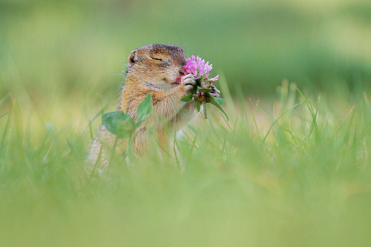 (c) CEWE_Photo_Award_2025_Julian Rad_Name Schnupper, Kategorie Nature_&_Wildlife