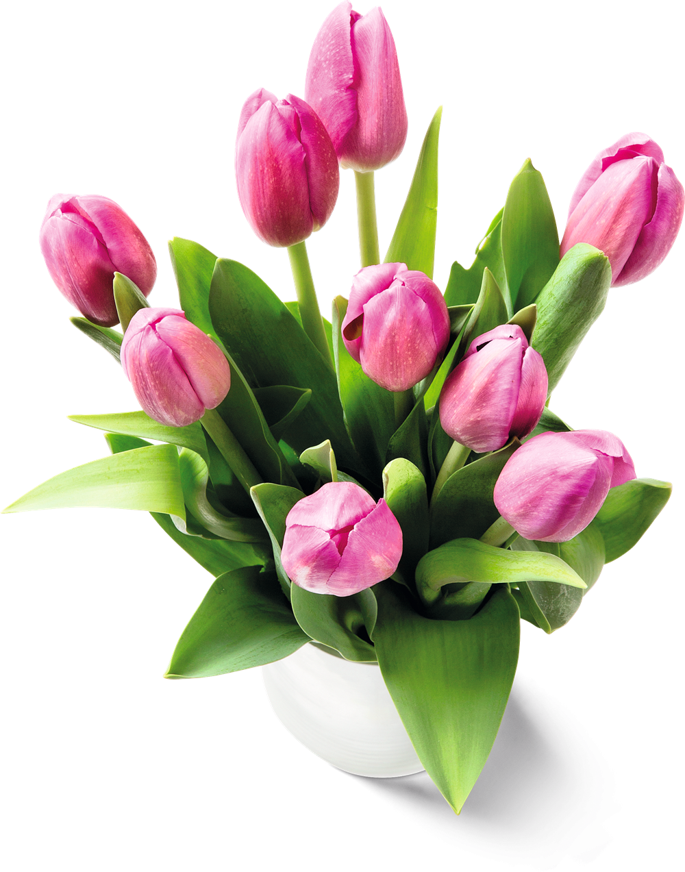 Tulpen