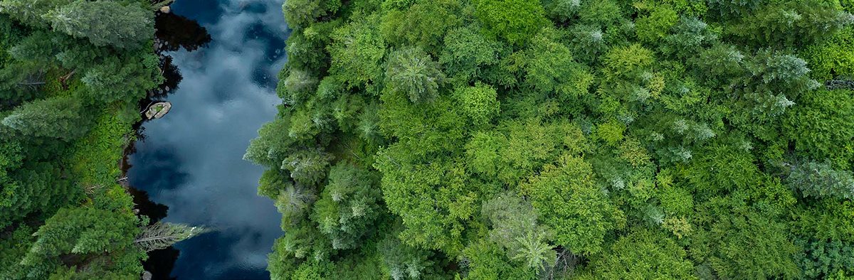 Nestlé setzt auf Strategie zur Wiederherstellung von Wäldern