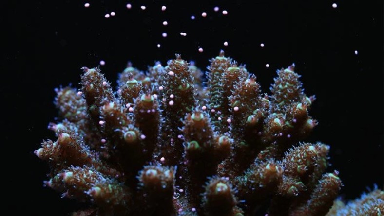 Korallen
