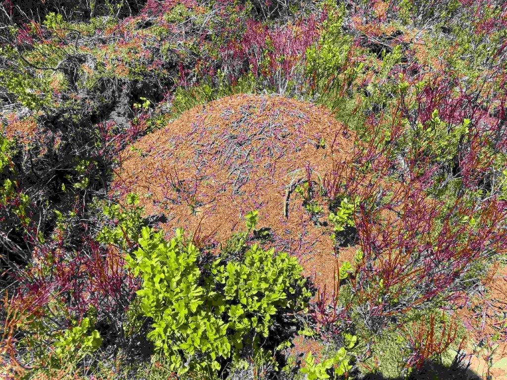 Ameisennest vor der Umsiedlung