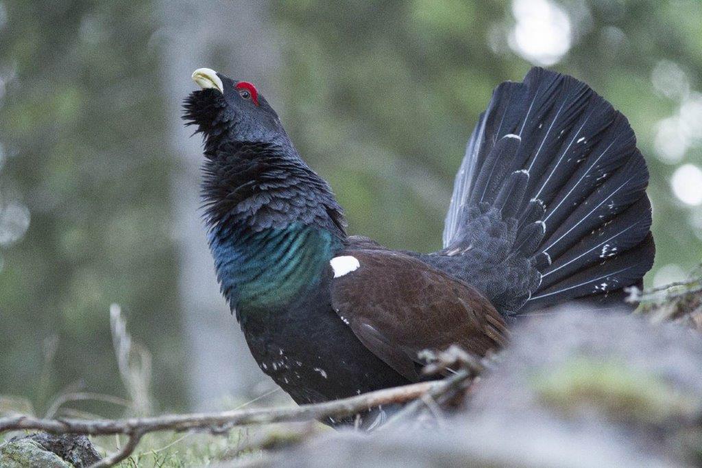 Auerhahn am Bärofen, aufgenommen im Zuge des Auerhuhnmonitorings