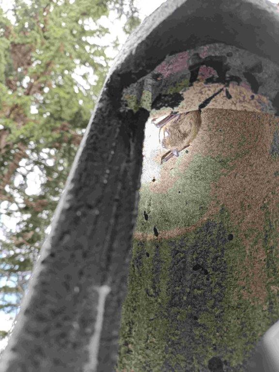 Rauhautfledermaus Fam Pistrellus